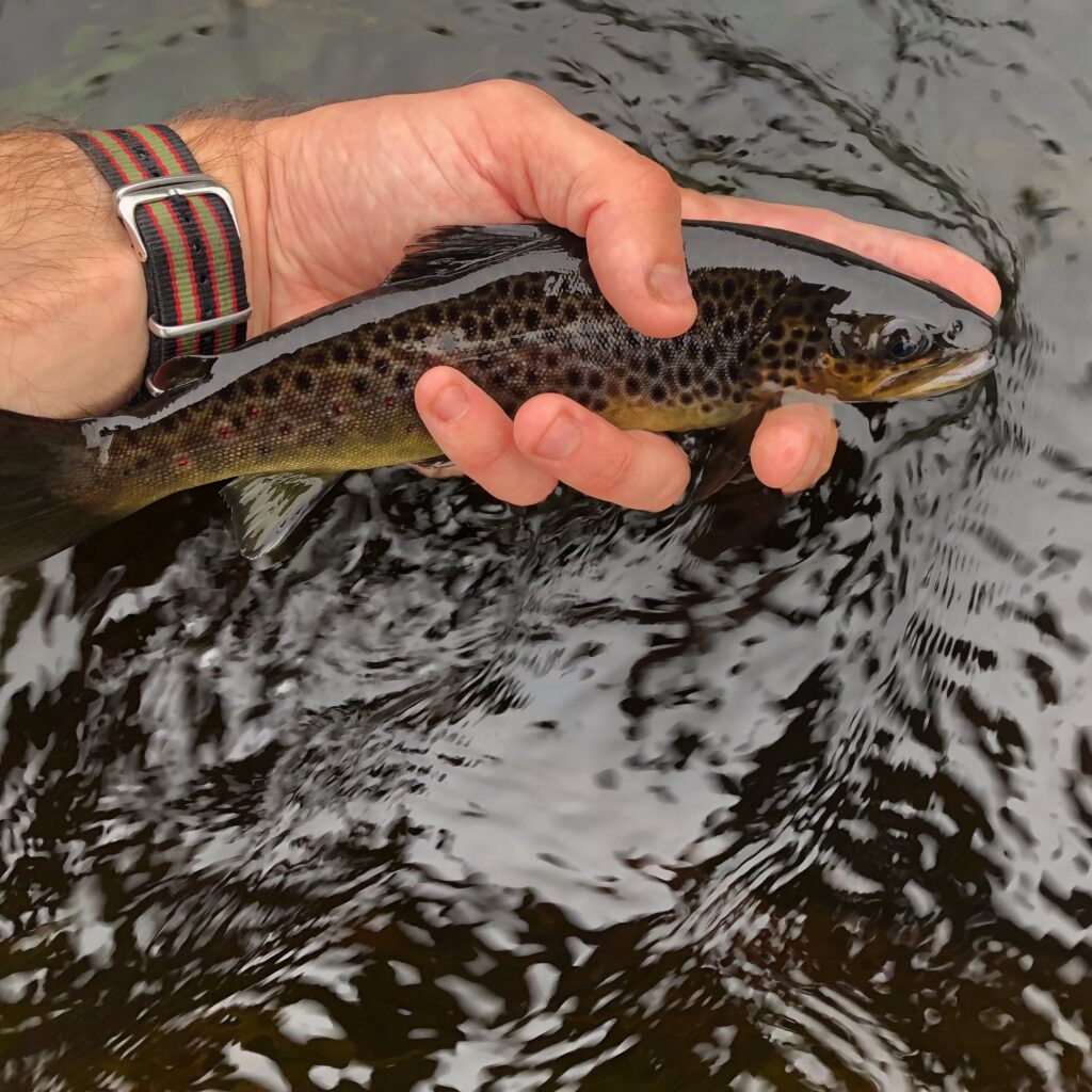 Brown Trout