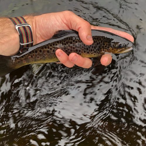 Brown trout in a fly fisherman's hand